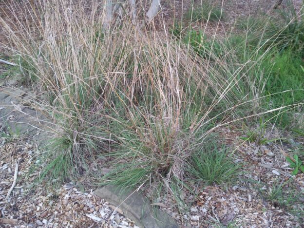 Cymbopogon ambiguus – Native Lemon Grass | Gardening With Angus