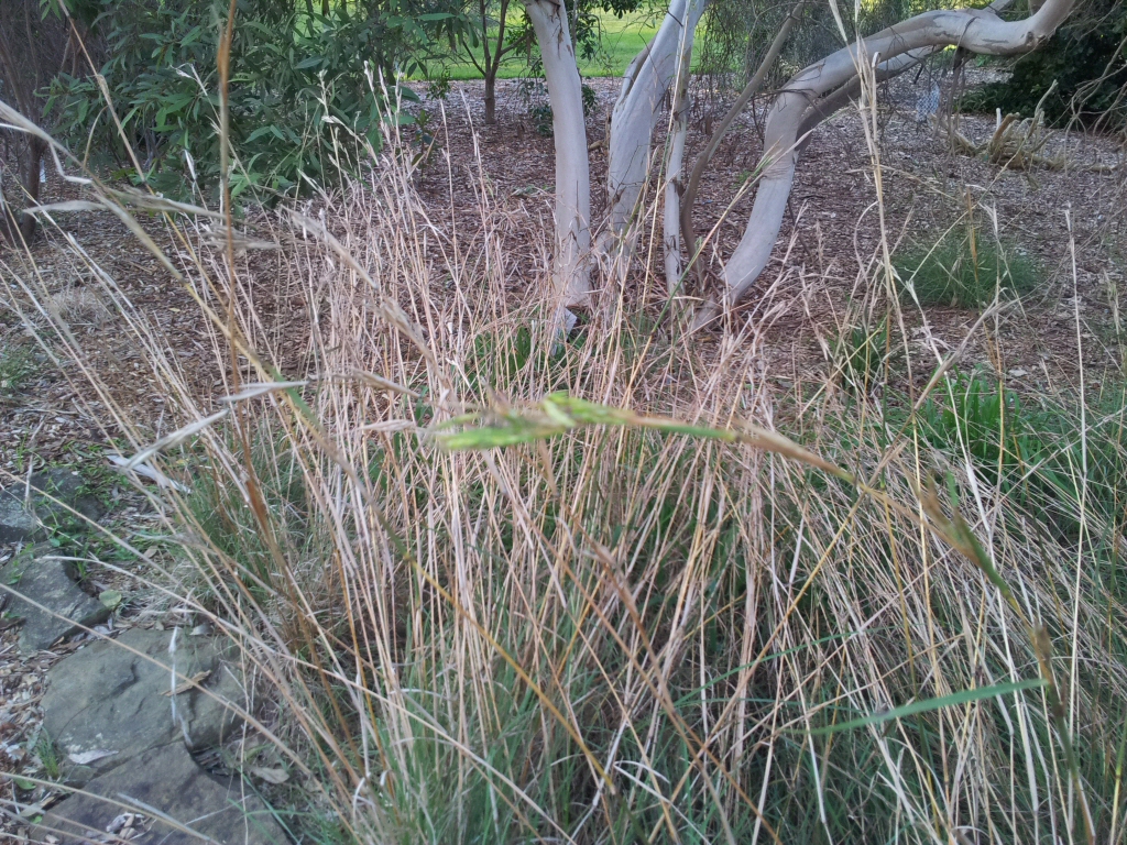 Cymbopogon ambiguus is australias native lemon grass