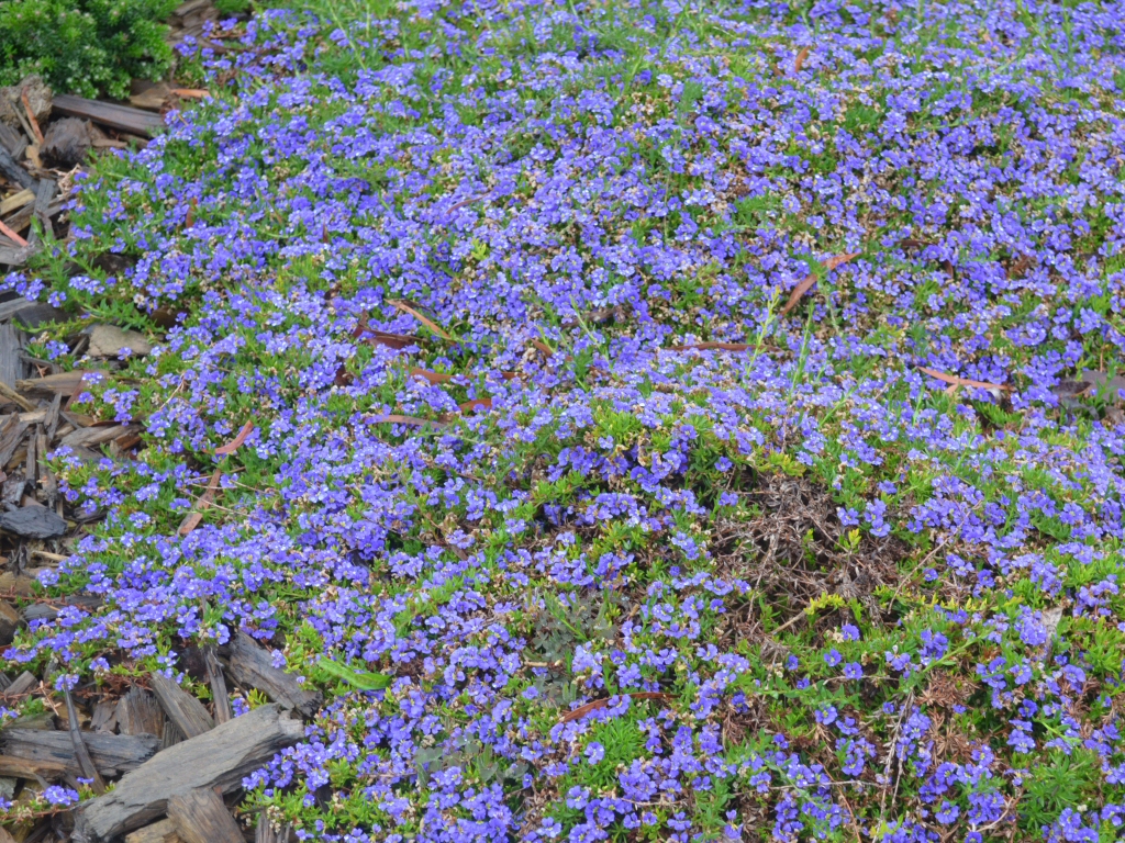 Dampiera diversifolia has profuse bright blue flowers