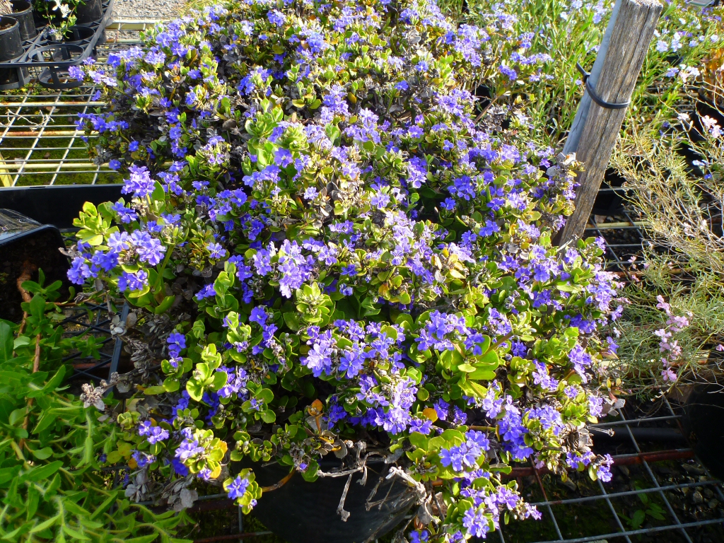 Dampiera linearis is a west australian native plant with true blue flowers