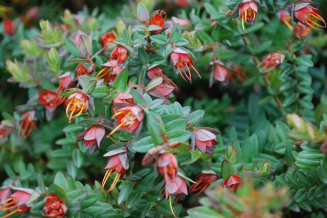 Darwinia 'Seaspray'