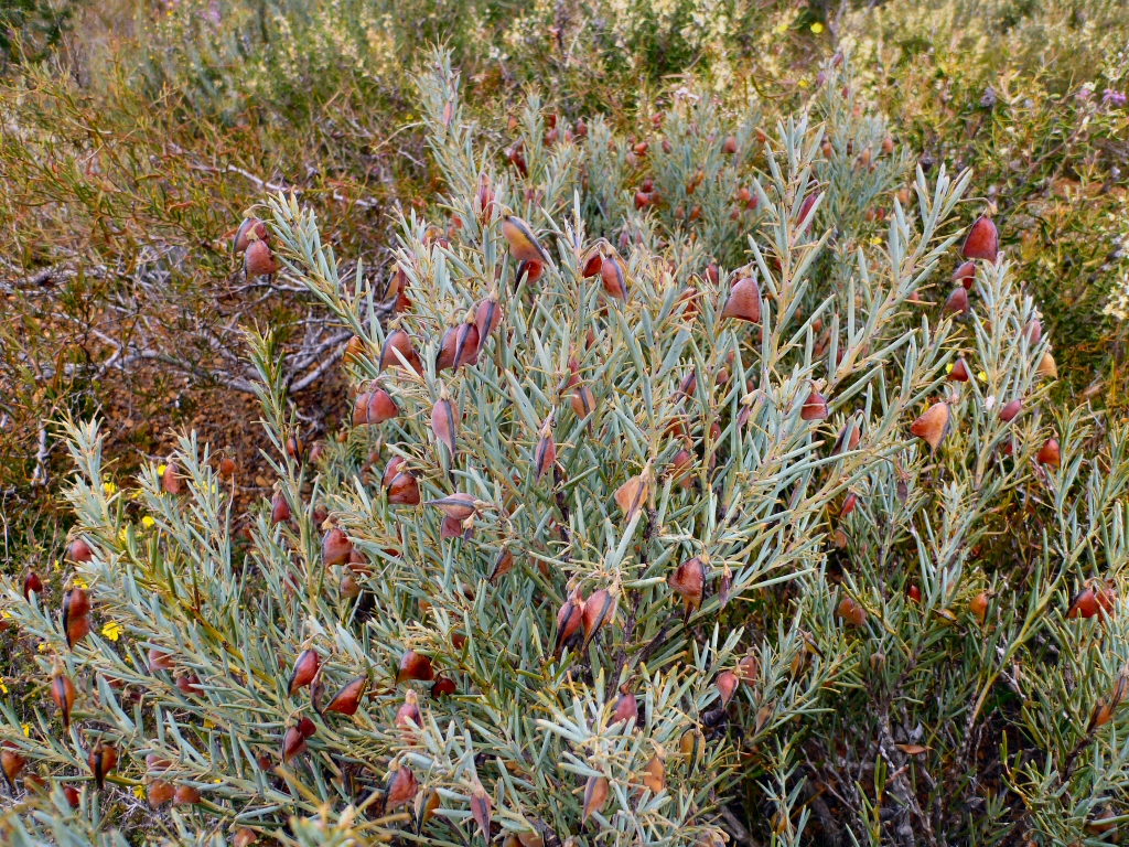 Daviesia pachyphylla - ouch bush