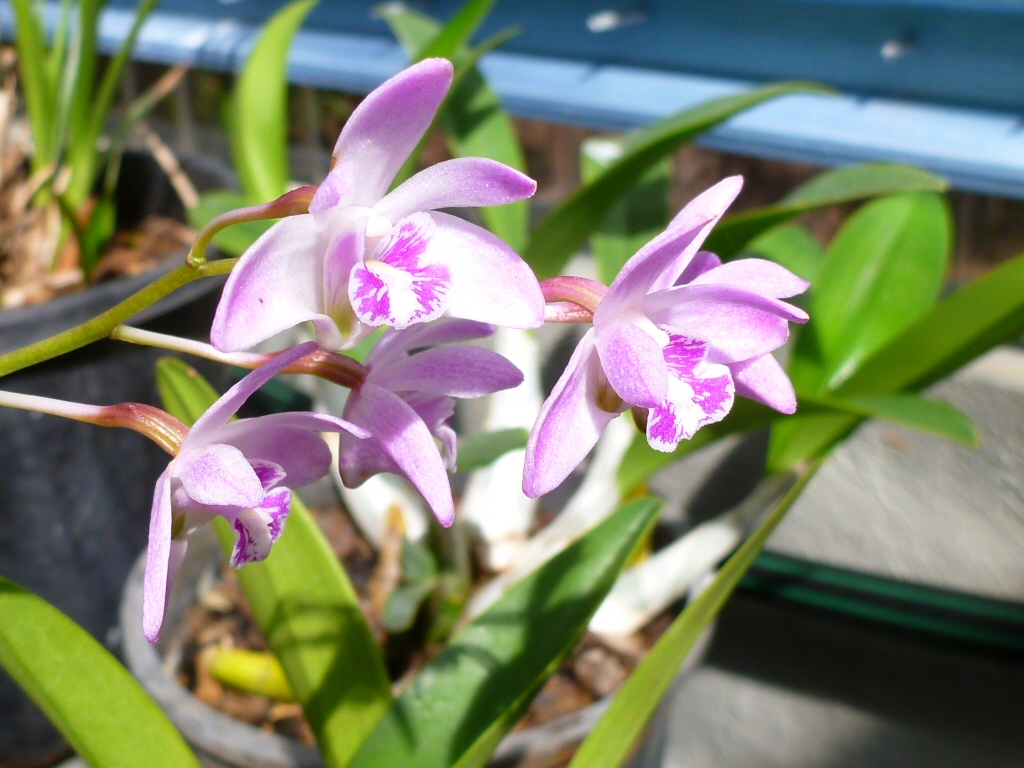 Dendrobium kingianum - miniature rock orchid