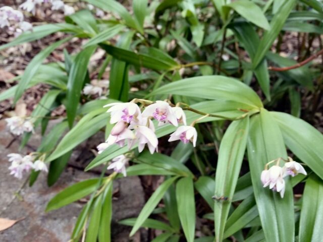 Dendrobium kingianum - miniature rock orchid