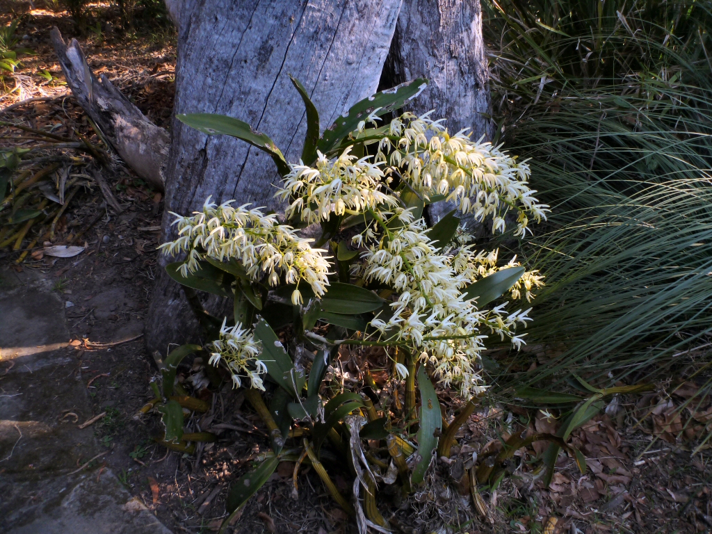 Dendrobium speciosum - rock orchid