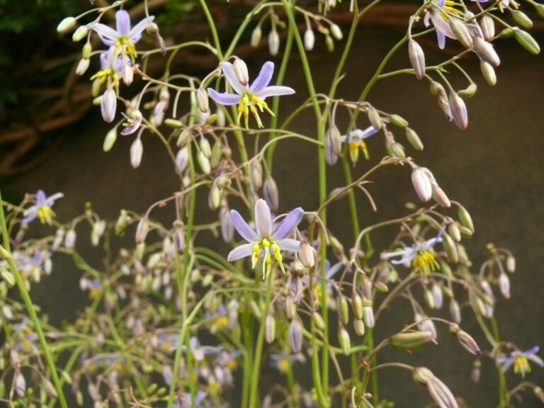 Dianella Goddess Native Flax Gardening With Angus