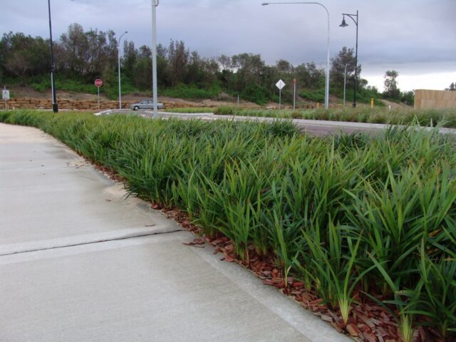 Dianella caerulea flax-lily 'Little Jess'