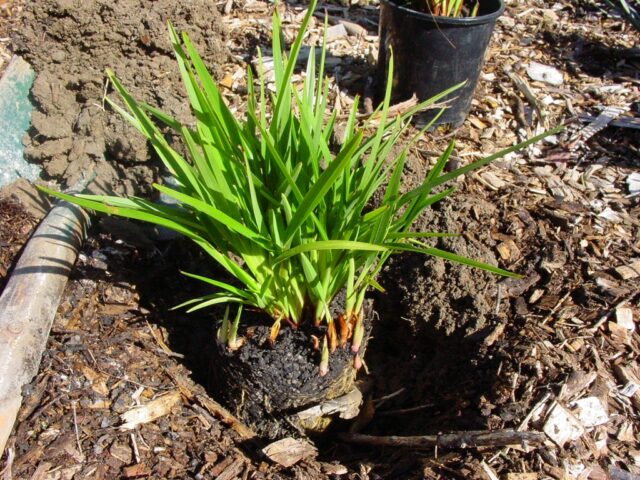 Dianella caerulea ‘Stampede’ – Native Flax | Gardening With Angus