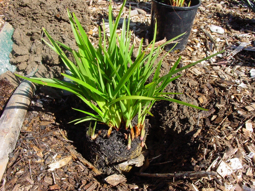 Dianella caerulea flax-lily 'Stampede'