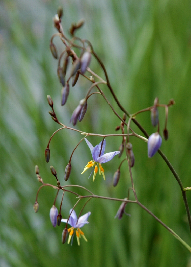 Dianella longifolia flax lily 'Forte'