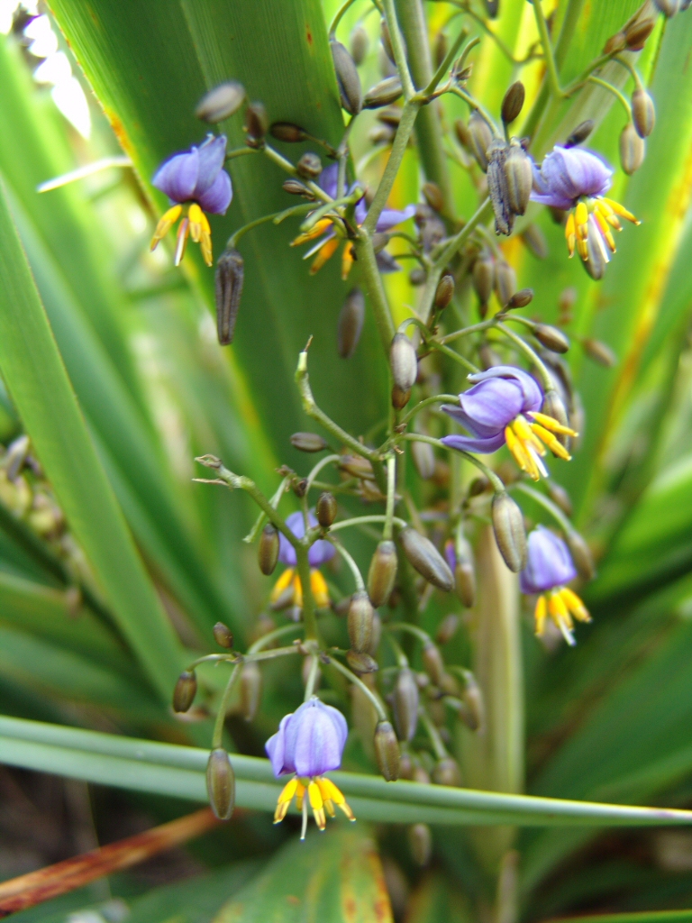 Dianella tasmanica flax-lily 'Emerald Arch'