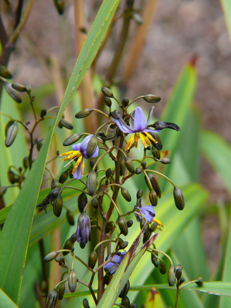 Dianella tasmanica flax-lily 'Splice'