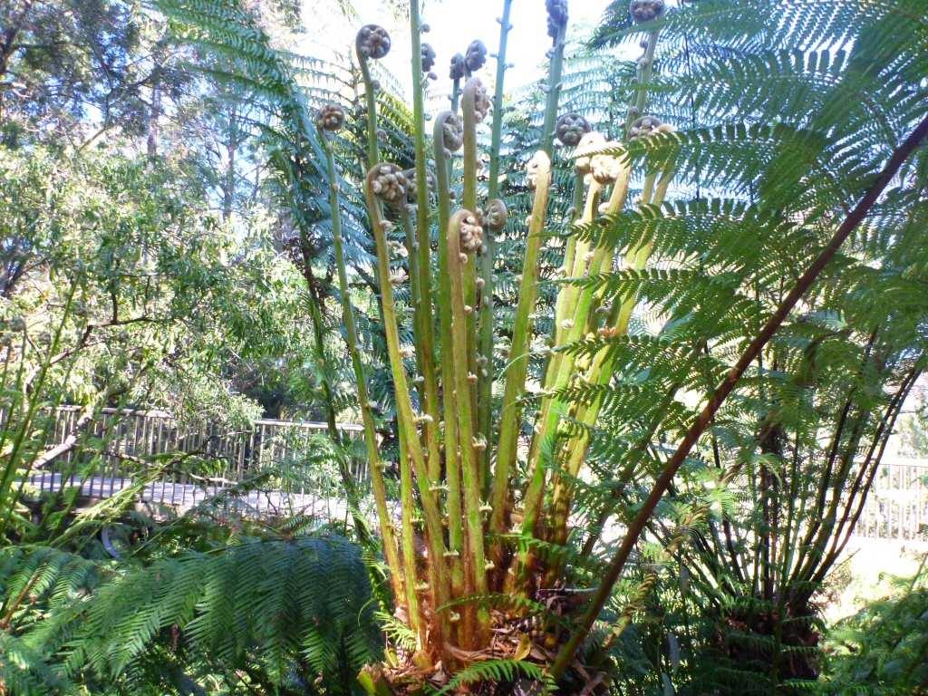 Dicksonia Antarctica - soft tree fern