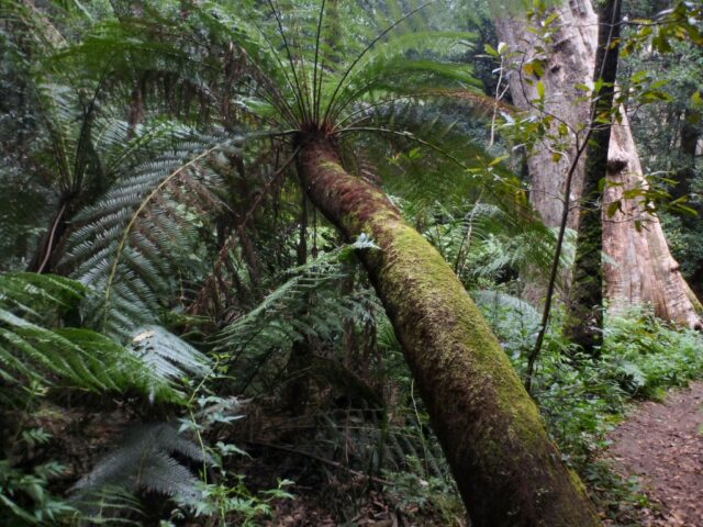 Dicksonia Antarctica - soft tree fern