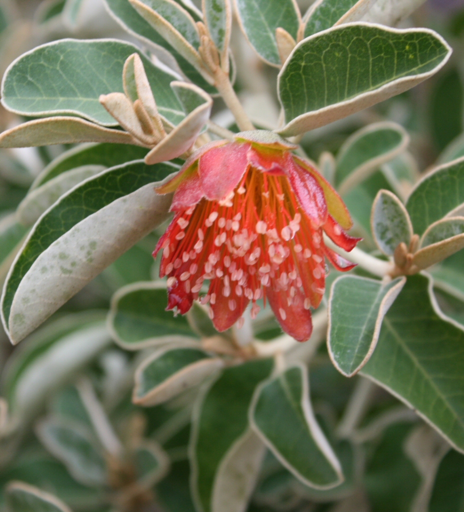 Diplolaena grandiflora - wild rose