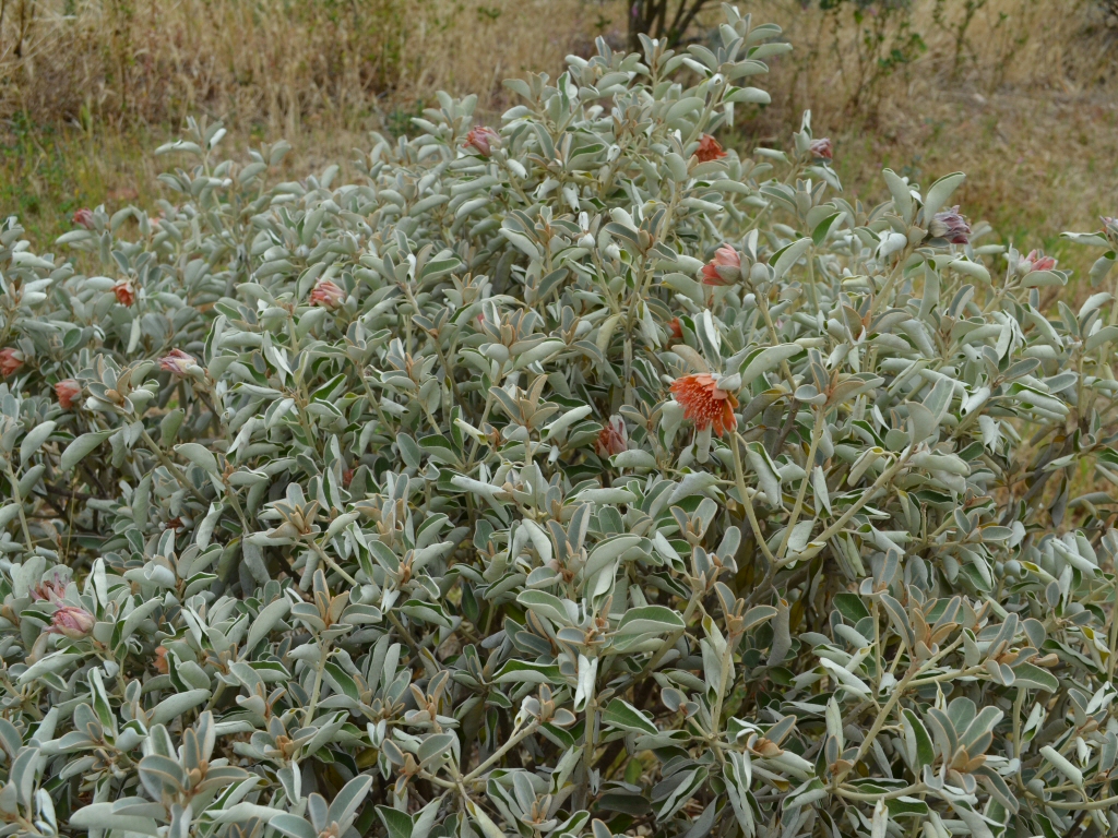 Diplolaena grandiflora - wild rose