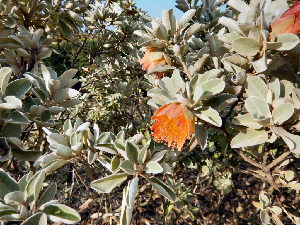 Diplolaena grandiflora - Wild Rose