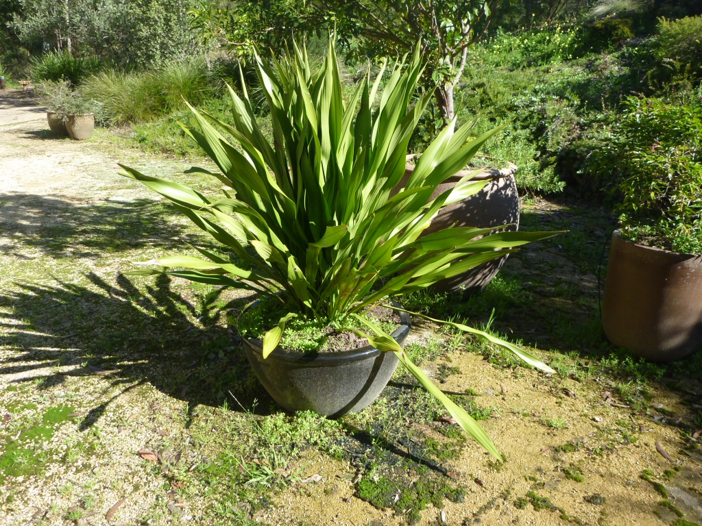 Doryanthes excelsa - Gymea lily