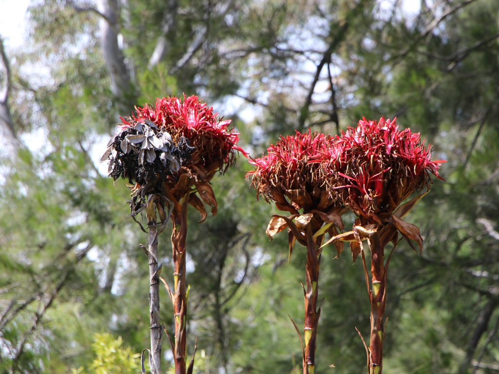 Doryanthes excels - Gymea Lily