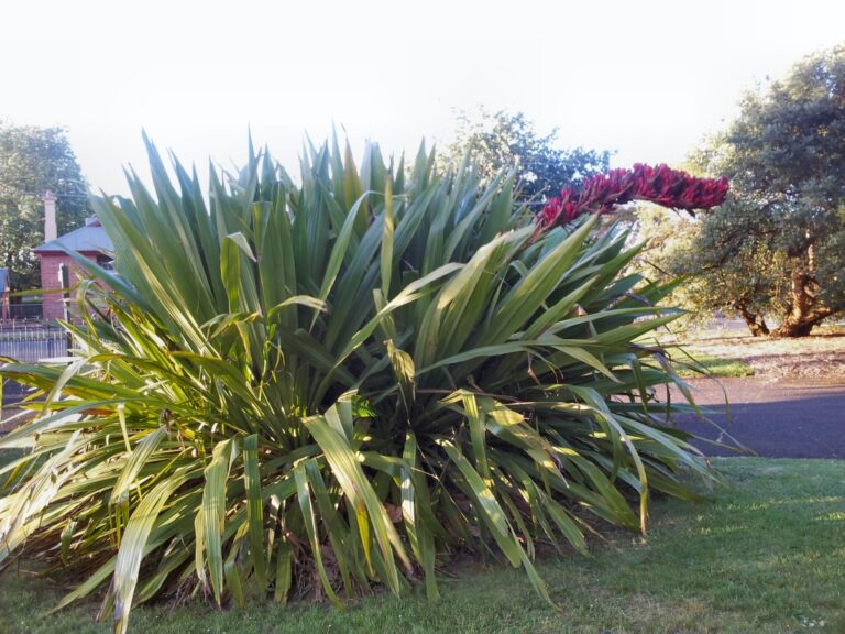 Growing Gymea Lilies Gardening With Angus Growing Gymea Lilies Gardening With Angus