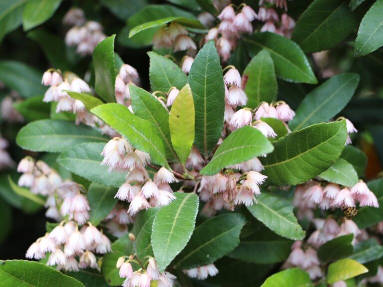 Elaeocarpus reticulatus ‘Prima Donna’ Blueberry Ash Gardening With