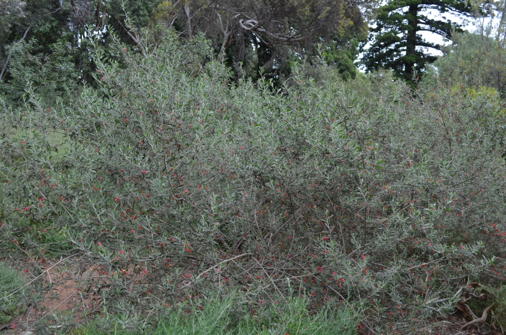 Eremophila glabra - tar bush
