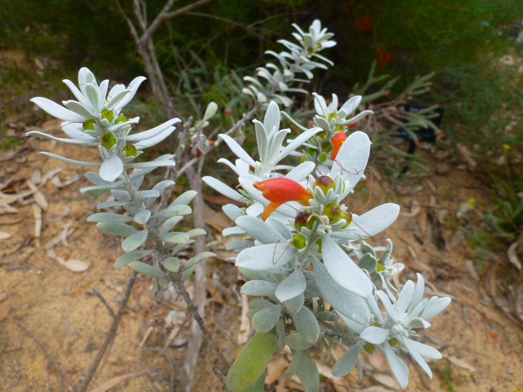 Eremophila glabra - tar bush