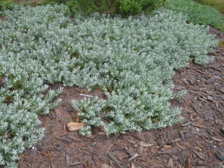 Eremophila glabra ‘Kalbarri Carpet’ Tar Bush Gardening With Angus