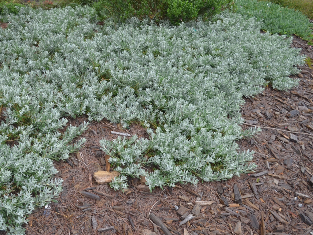 Eremophila galbra 'Kalbarri Carpet' is a grey leaf hardy groundcover