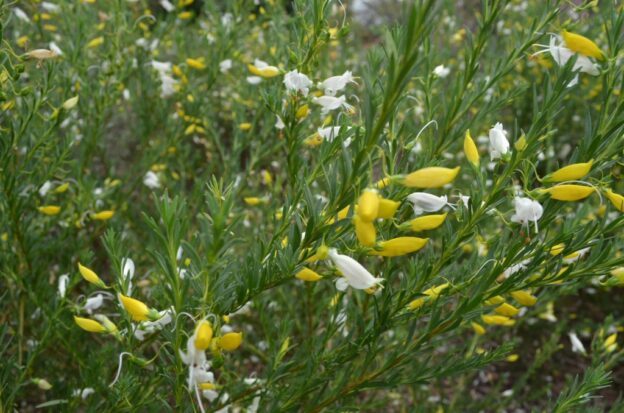 Eremophila racemosa – Emu Bush | Gardening With Angus