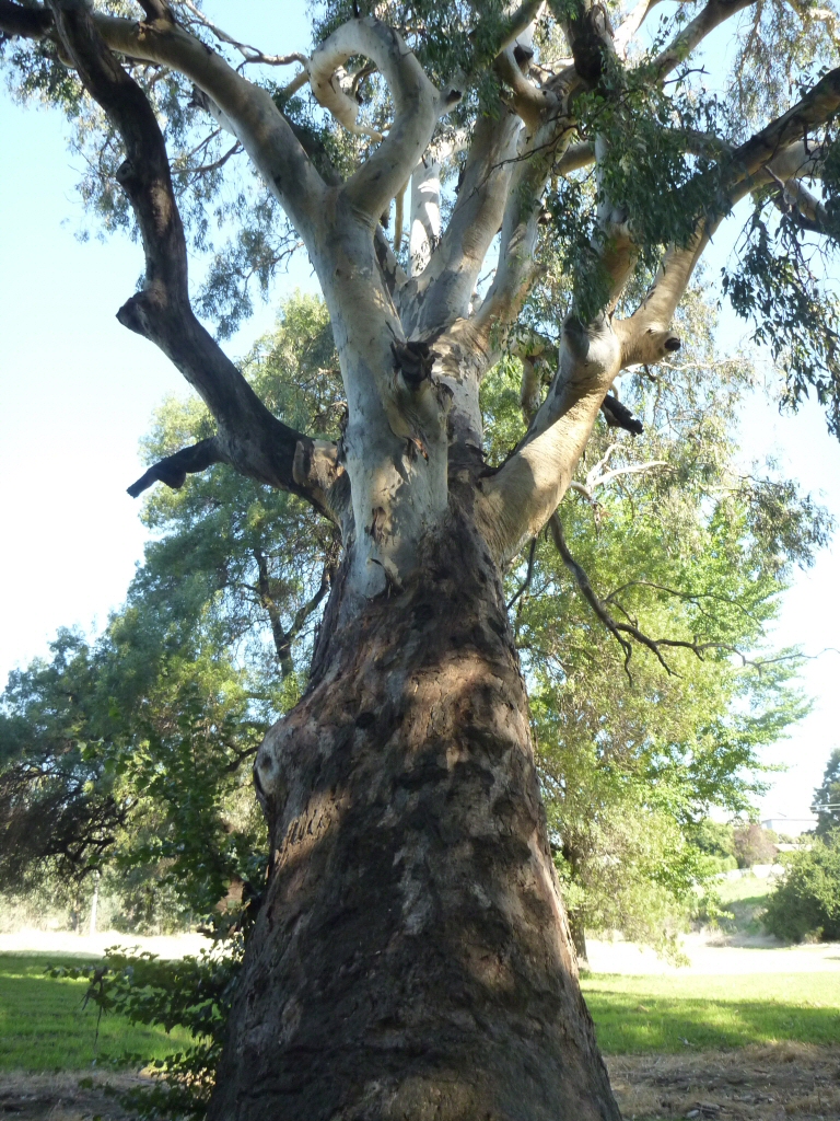 Eucalyptus camaldulensis - river red gum