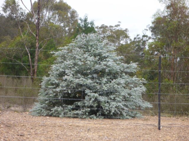 Eucalyptus cinerea - argyle apple