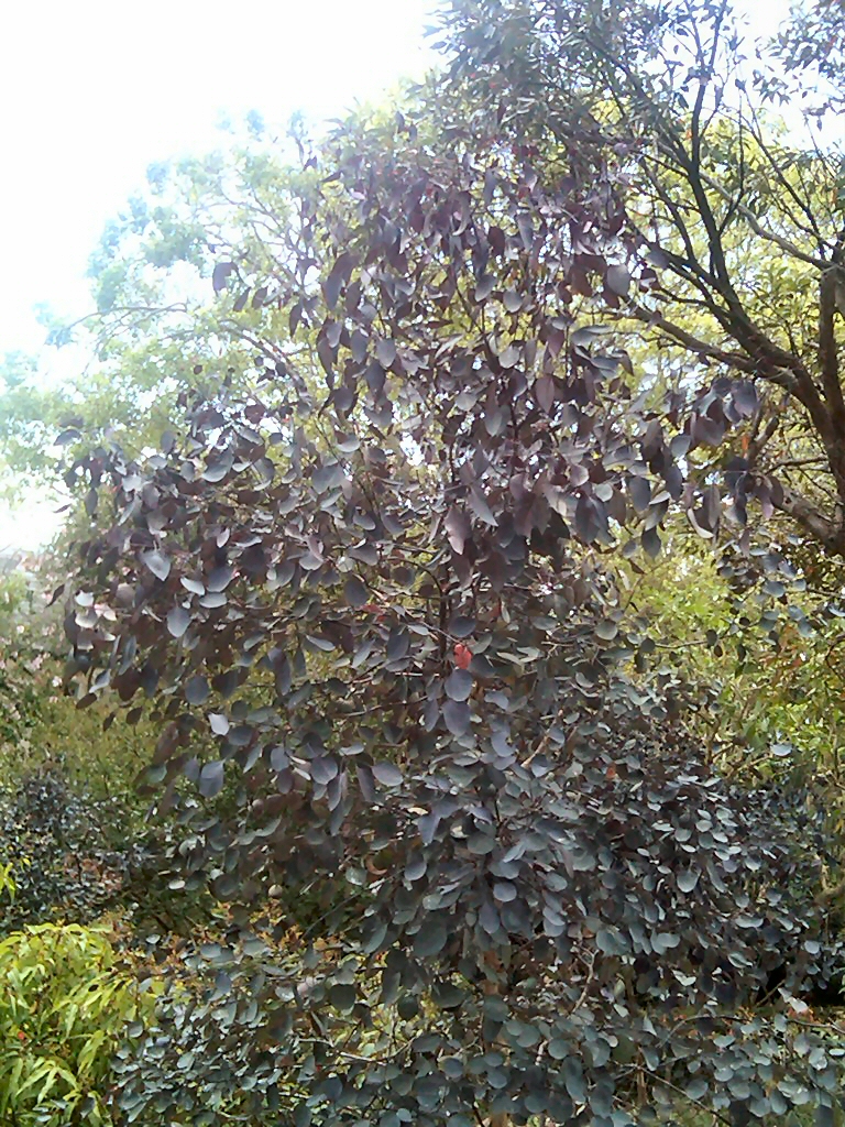 Eucalyptus-cladocalyx_gum-tree_vintage-red