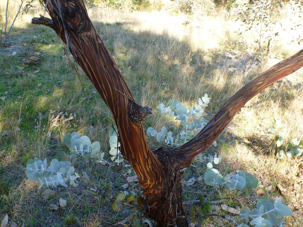 Eucalyptus cruces - silver mallee trunk and bark