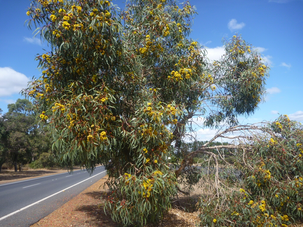 Eucalyptus erythrocorys - red cap gum