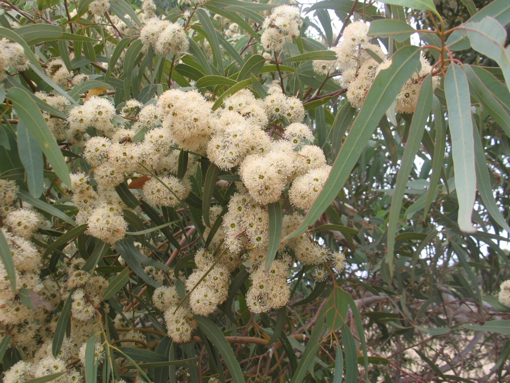 Eucalyptus laeliae - Darling range ghost gum