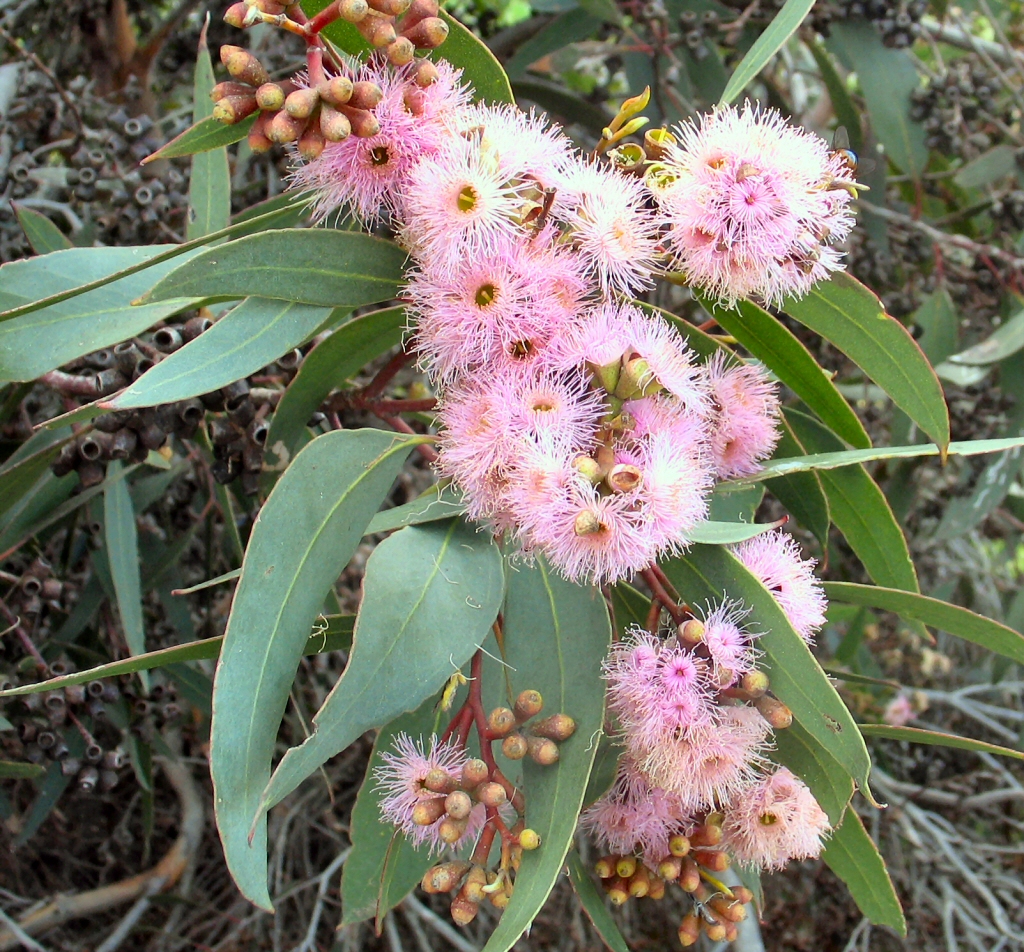 Eucalyptus landsdowneana - red flowered mallee box