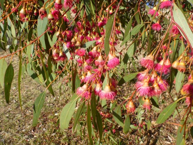 Eucalyptus leucoxylon ssp megalocarpa - white ironbark