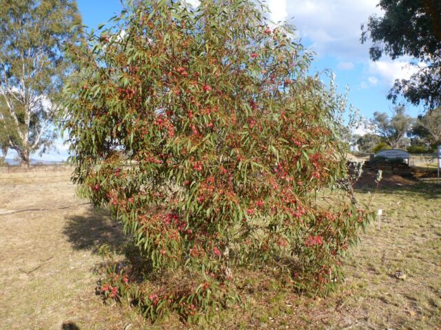 Eucalyptus leucoxylon ssp megalocarpa - white ironbark