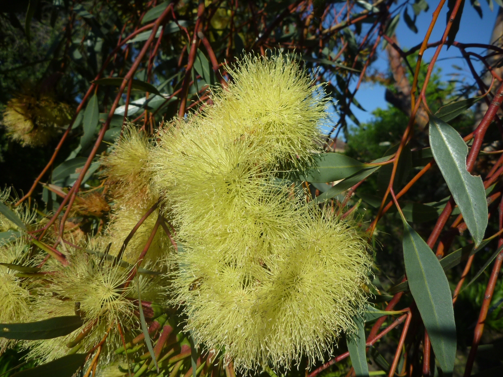Eucalyptus macranda - long flowered marlock