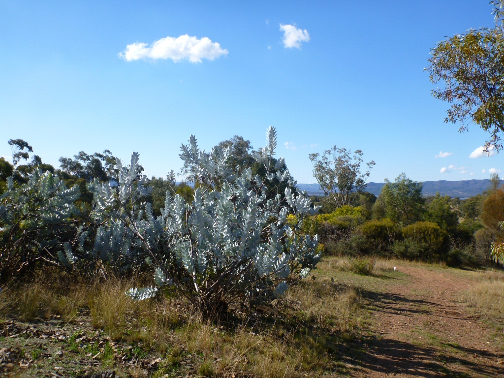 Eucalyptus macrocarpa is endemic to West Australia