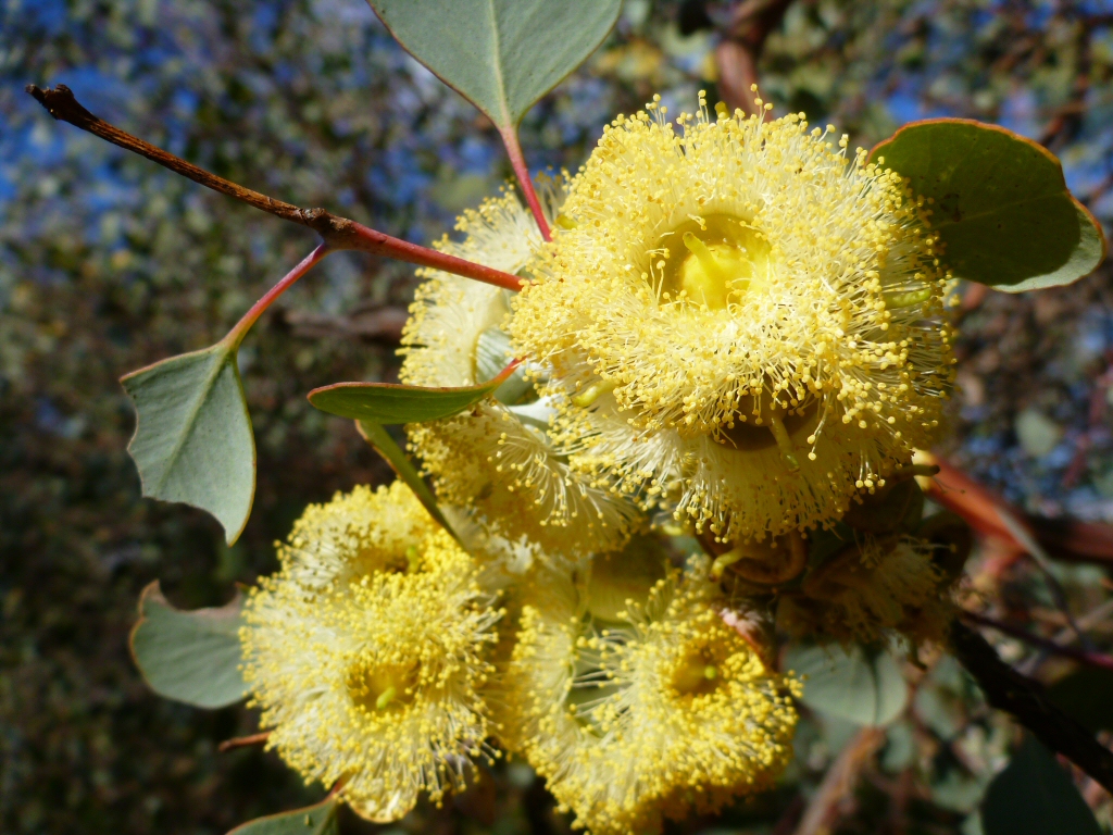 Eucalyptus orbifolia - round leaf mallee