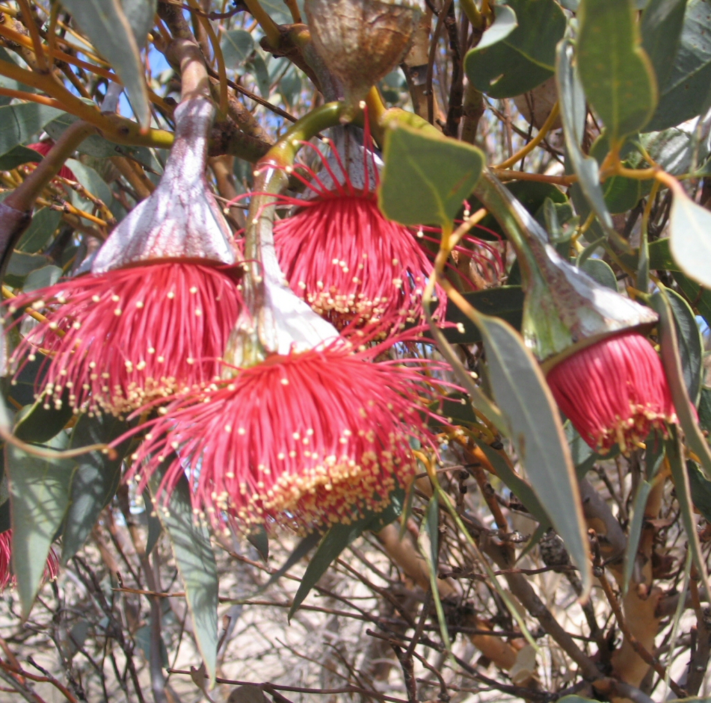 Eucalyptus pyriformis - pear fruited mallee