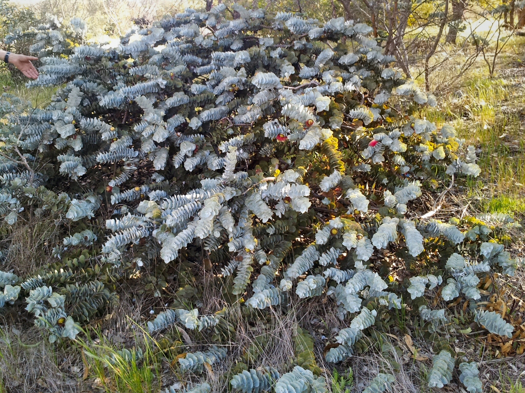 Eucalyptus rhodantha - rose mallee