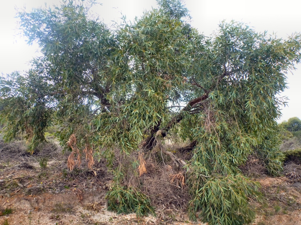 Eucalyptus todtiana - blackbutt