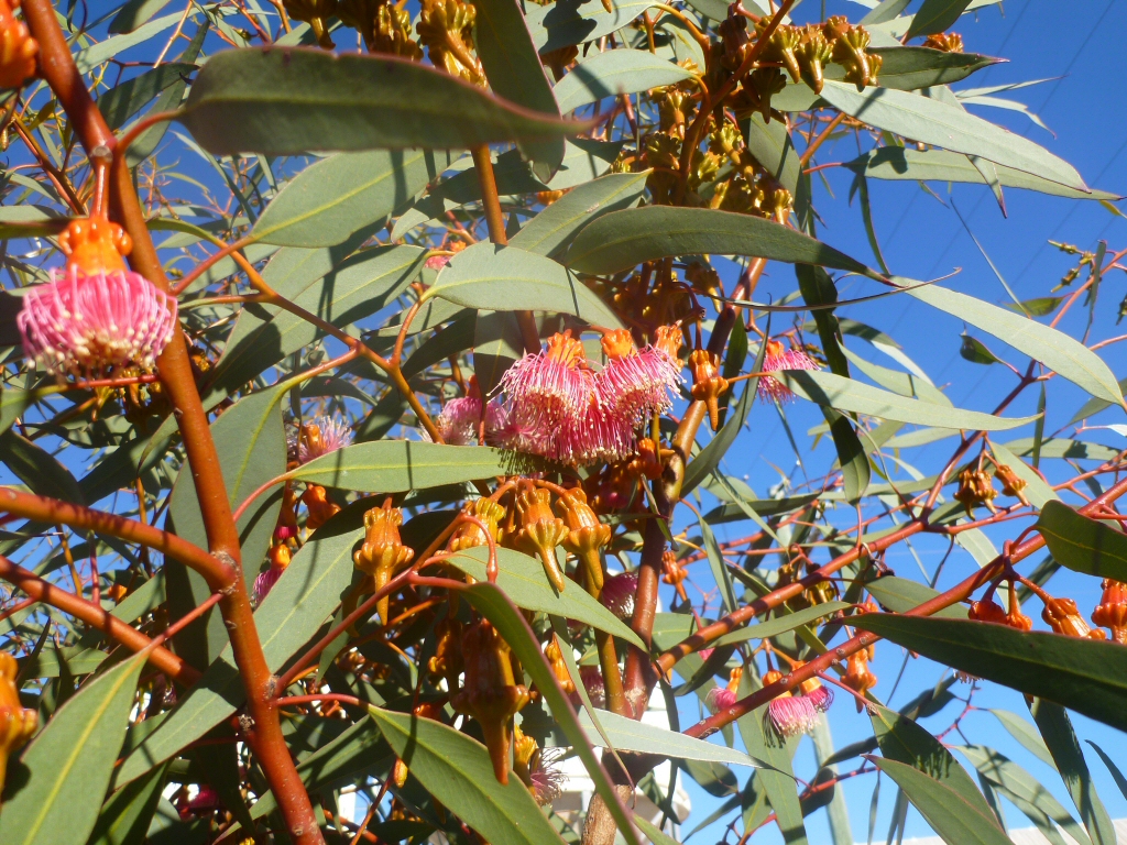 Eucalyptus torquata - coral gum