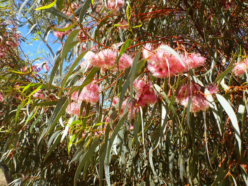 Eucalyptus torquata - coral gum