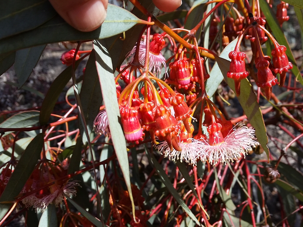 Eucalyptus torquata - Coral Gum