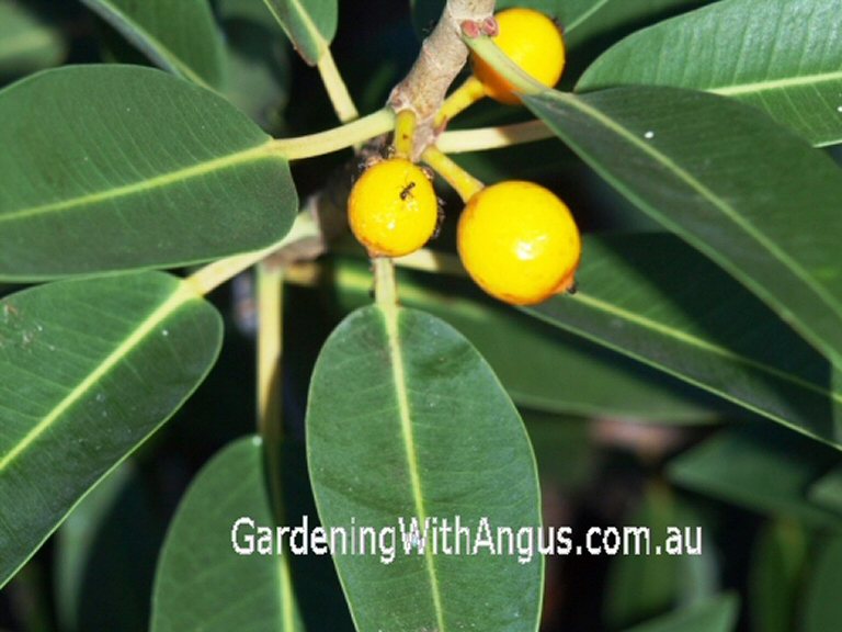 Ficus platypoda is an Australian native with edible fruit