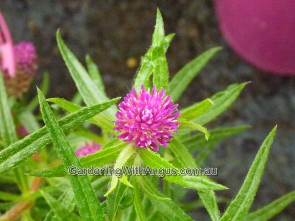 Gomphrena flaccida - 'Pink Gem'